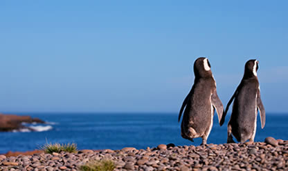 Viajes a CRUCE DE LAGOS PATAGONICOS 2026 en español | Agencia de Viajes Festival