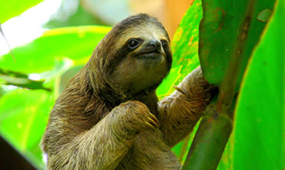 Viajes a JUNGLAS Y TERMALES DE COSTA RICA 2026 en español | Agencia de Viajes Festival