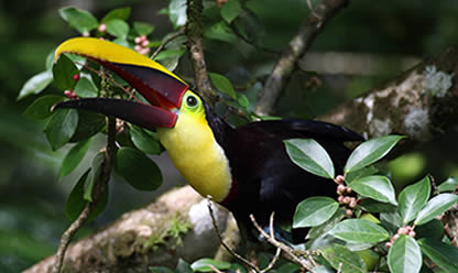 Viajes a COSTA RICA Y SUS COLORES MAGICOS 2026 en español | Agencia de Viajes Festival