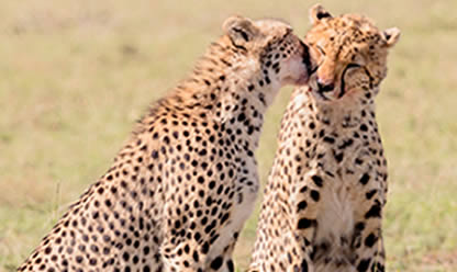 Viajes a SUDÁFRICA IMPRESCINDIBLE Y CATARATAS VICTORIA CON CHOBE 2025 en español | Agencia de Viajes Festival
