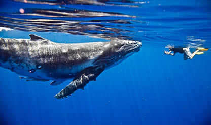 Tour a POLINESIA: TAHITI- BORA BORA 5*: HOTEL CONRAD BORA NUI (4 NOCHES EN HABITACION TROPICAL BEACH VIEW VILLA EN AD) 2026 en español | Tours a Asia y Oriente