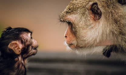 Tour a UGANDA Y RUANDA 2026 en español | Tours a Asia y Oriente Tour a UGANDA Y RUANDA 2026 en español | Tours a Asia y Oriente